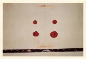 Click for 1 image(s) for this accession. FRUIT
